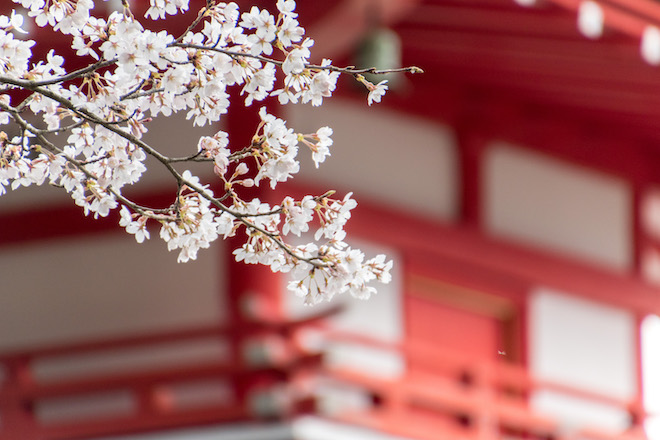 Cherry blossom at the Chureito Pagoda