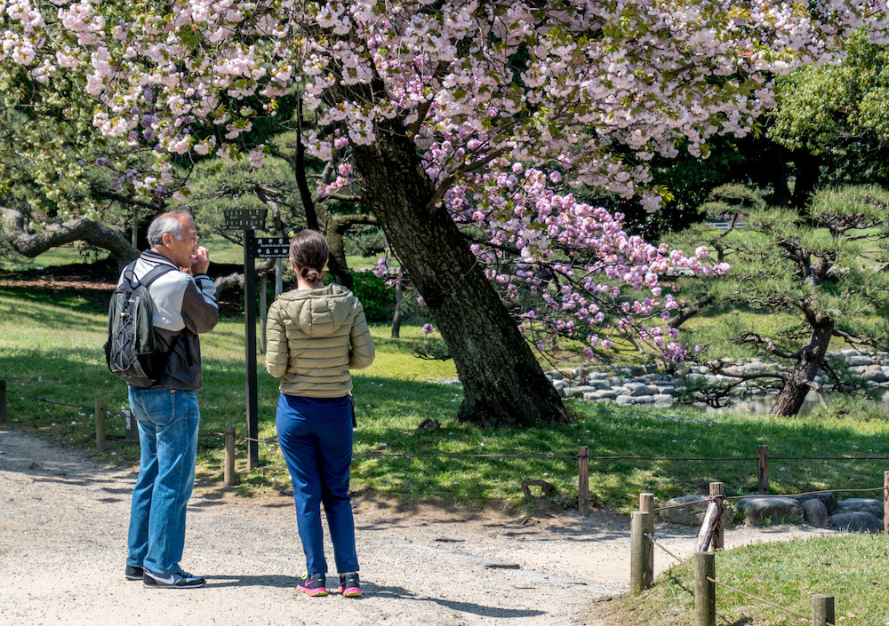 Our goodwill guide in Tokyo explaining about the cherry blossom