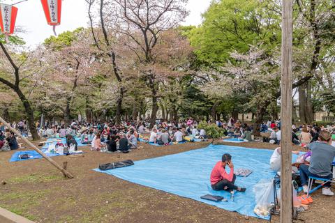 Picnic under the cherry blossom in Ueno Park