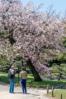 Cherry blossom in the Hamarikyu Gardens
