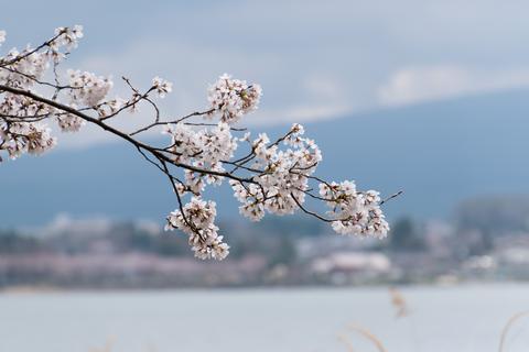 Cherry blossom at the Five Fuji Lakes