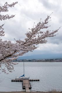 Cherry blossom at the Five Fuji Lakes