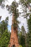 General Grant Tree in Sequoia National Park