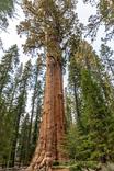 General Sherman Tree- the biggest tree on Earth