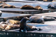The seals at Pier 39